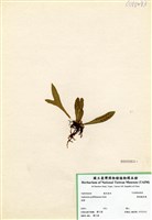 藏品(叢葉鐵角蕨)的圖片